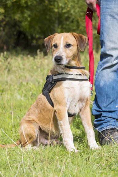 Bobi SI – menschenbezogener Terrier sucht sein Zuhause