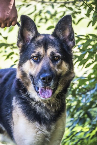 Blacky SI – fröhlicher Balljunkie mit großem Herz