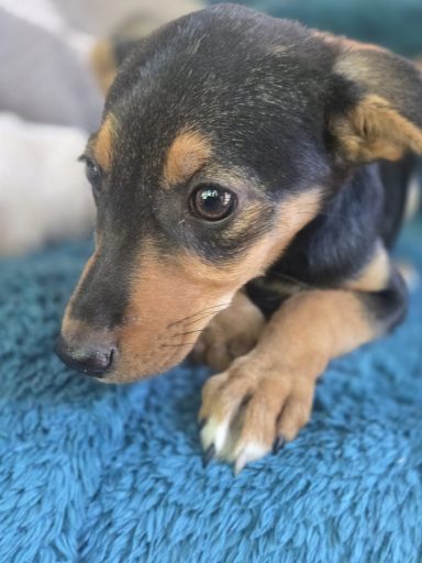 *RESERVIERT* Milla BE – aufgewecktes kleines Hundemädchen