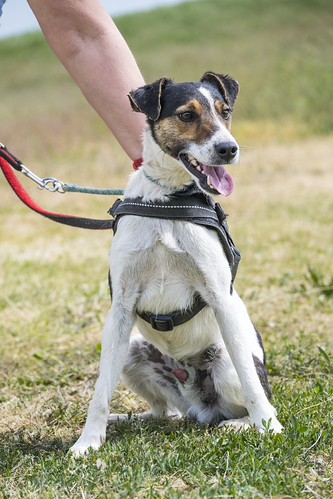BANDERAS SI – ein toller, verträglicher Foxterrier-Mix