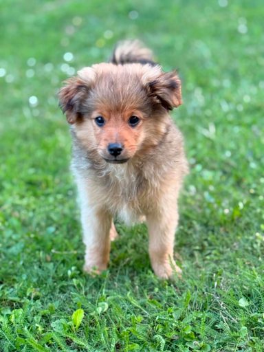 *RESERVIERT* Puhi GA – freundlich, aufgeschlossen und katzenlieb