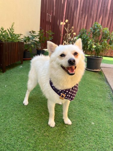 *RESERVIERT* Matti SR – kleiner Spitz mit großem Herzen
