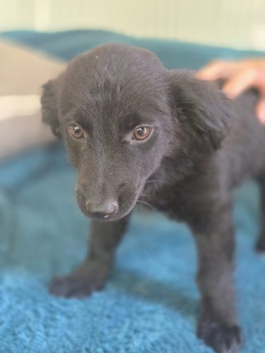 Molly BE – sanftes Hundemädchen sucht ihr Zuhause