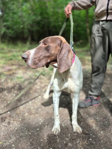 Monty BE – freundlicher Familienhund mit großem Herzen