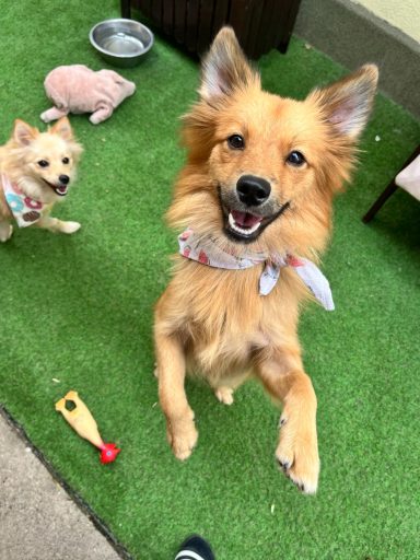 GOLDIE SR – kleine Spitz-Dame sucht ihr Glück