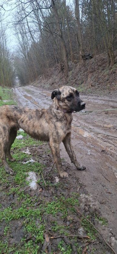 Sirius BE – charakterstark und loyal