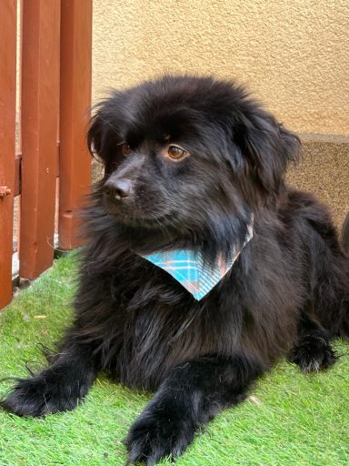 *RESERVIERT* Robin SR – junger, liebenswerter Spitzmischling