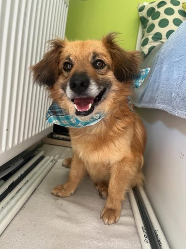 *RESERVIERT* Copper SR – kleiner Kämpfer mit großem Herz