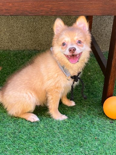 *RESERVIERT* Alvin SR – kleiner Sonnenschein sucht sein Glück