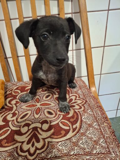 *RESERVIERT* Pele GA – freundlich, neugierig und verspielt